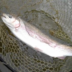 大安トラウトレイク 釣果